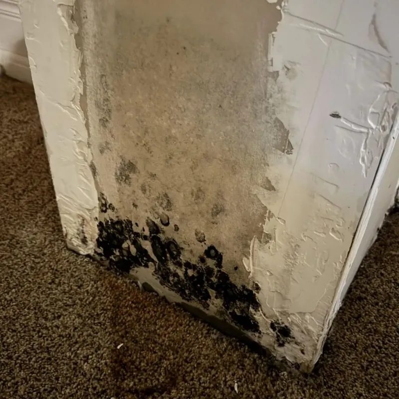 Professional Mold Removal in Walla Walla, WA